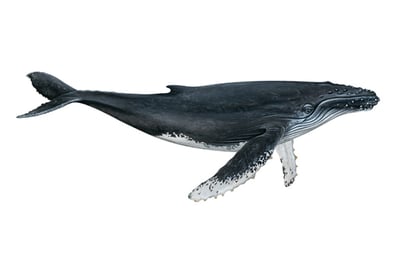 640x427-Whale-Humpback-markedDW