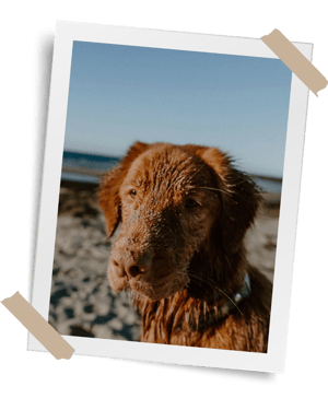 Fox Toller Top 100 Site  (1)-1