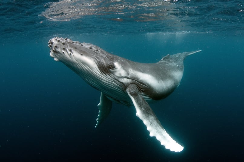 Humpback Whale