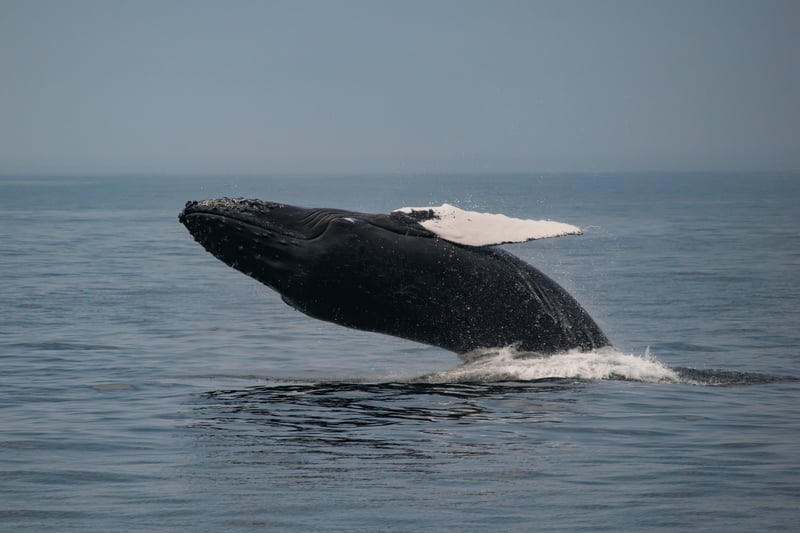 Humpback