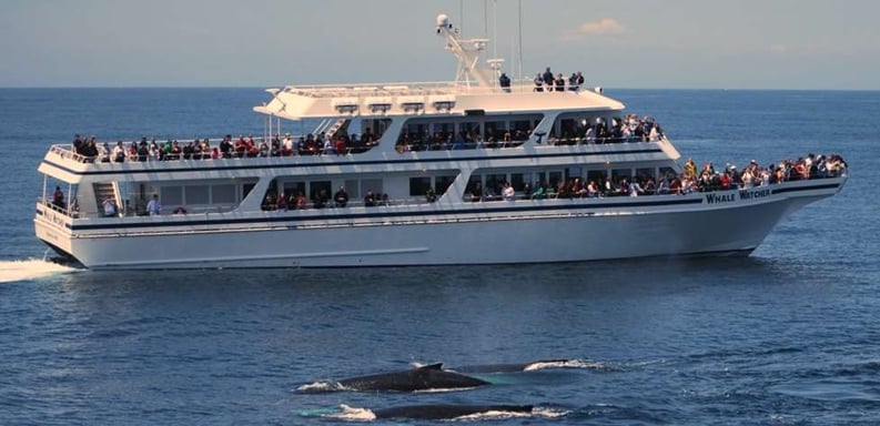 Hyannis-Whale-Watcher-Cruises-8