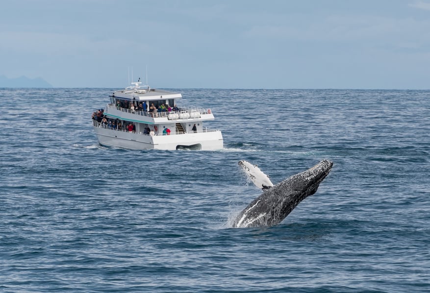 Whale Watching