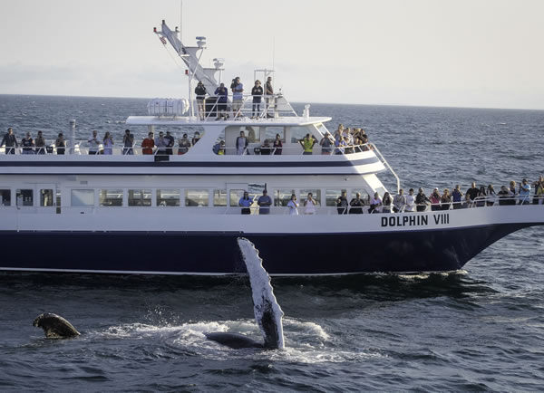 WhaleWatchPhoto