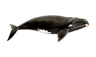 righwhale